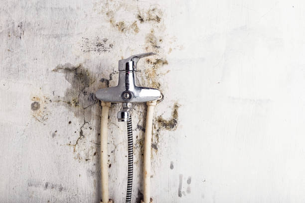 Best Mold Damage Repair  in Winona, MN