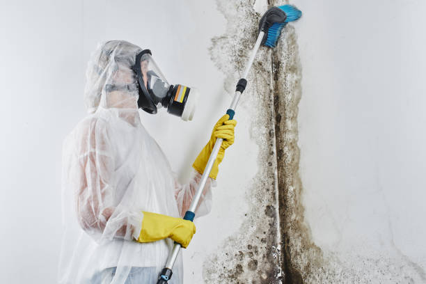 Best Fast Mold Removal  in Winona, MN