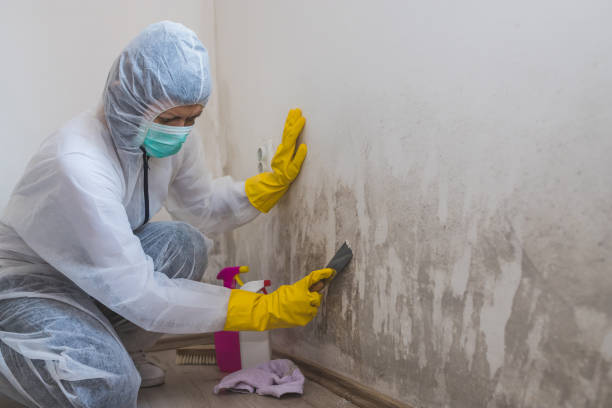 Best Toxic Mold Removal  in Winona, MN