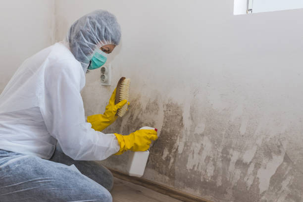 Best Attic Mold Removal  in Winona, MN
