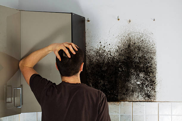 Attic Mold Removal in Winona, MN