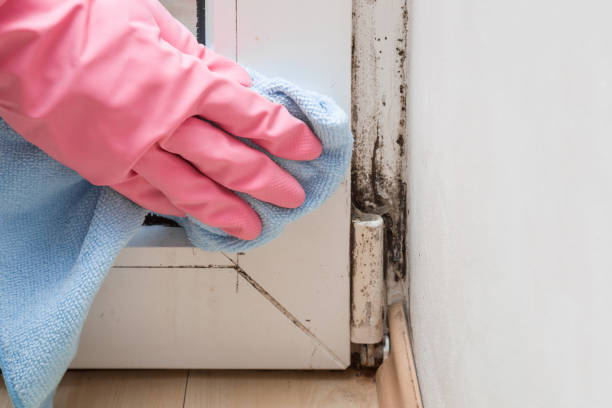 Best Mold Testing  in Winona, MN