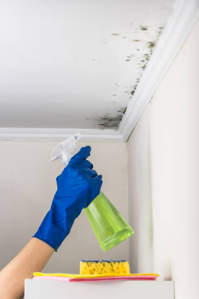 Best Certified Mold Removal  in Winona, MN