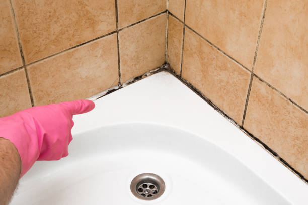 Best Crawl Space Mold Removal  in Winona, MN