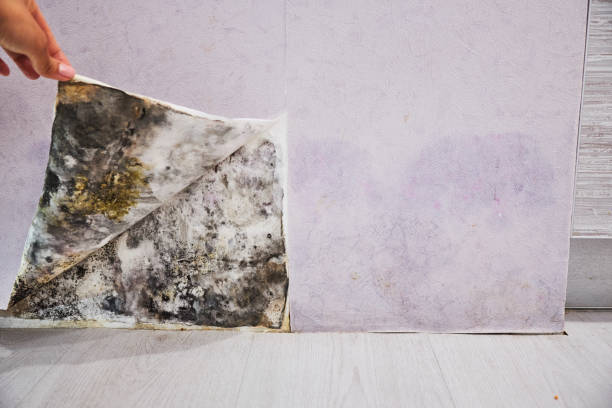Best Professional Mold Removal  in Winona, MN